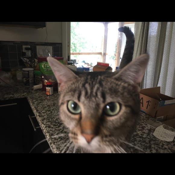 Meet your Posher, Sadie - Picture 1 of 1